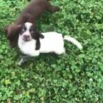 spaniel pup’s 41 champions in mums ped