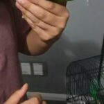Indian ring neck parrot