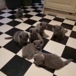 British Shorthair little kittens