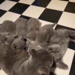 British Shorthair kittens