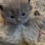 5 Beautiful British Shorthair kittens (4 available)