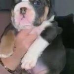 blue tri English bulldog male