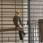 cockatiel