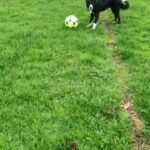 beautiful border collie puppy