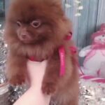 beautiful chocolate toy pomeranian