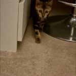 Beautiful Marbled Bengal boy kitten TICA registered