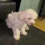 Lovely bichon maltese boy (toy)