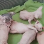 we have males and females sphynx kittens