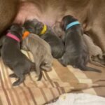 Charcoal Female Labradors