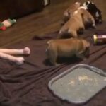 beautiful chunky bulldog puppies