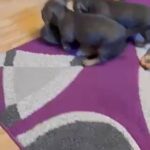 blue black puppies