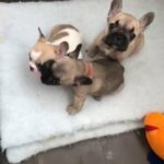 french bulldog puppy’s