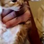 beautiful kittens
