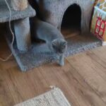 British blue Shorthair chunky girl ready to go
