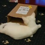 MIXED BREED PERSIAN CROSS RAGDOLL