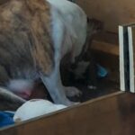 puppies for sale