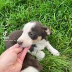 border collie pups