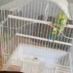 budgie for sale