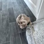 french bull dog