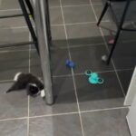 Two cute kittens for sale