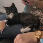 lovely 15 week grey and white boy kitten
