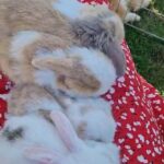 Cute Bunnies