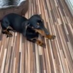 Miniature dachshund girl