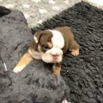 chocolate tri girl English bulldog