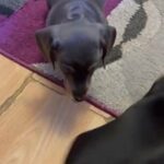 Dachshunds blue tan black tan puppies
