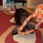 Dachshunds puppies black tan girl
