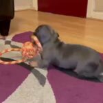 Dachshunds blue tan and black tan