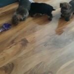 Norfolk terrier
