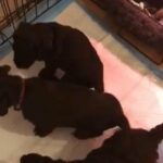 cockapoo puppy’s