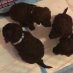 cockapoo puppy’s