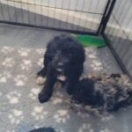 GOLDENDOODLES