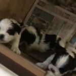Lhaso Apso puppies