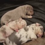 tiny merle puppies