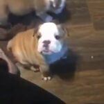 chunky gorgeous bulldog pups