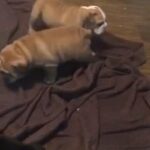 chunky gorgeous bulldog puppies