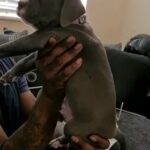 Xl bully boy