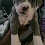 Xl bully boy
