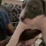Xl bully boy