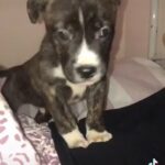American bulldog x old tyme English bulldog