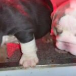 English bulldog pups