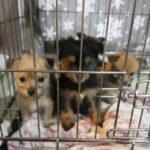 stunning pups