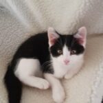 Black and White Kitten