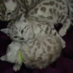 Beautiful baby Bengals 10 weeks old