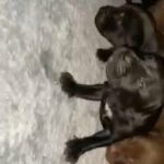 Pressa x puppies for sale