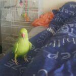 green male ringneck