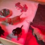 show type cocker spaniels